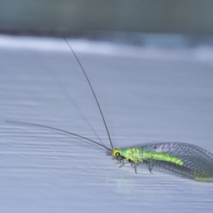 Plesiochrysa ramburi at Wingecarribee Local Government Area - suppressed