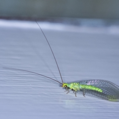 Plesiochrysa ramburi (A Green Lacewing) at Wingecarribee Local Government Area - 21 Jan 2024 by Aussiegall