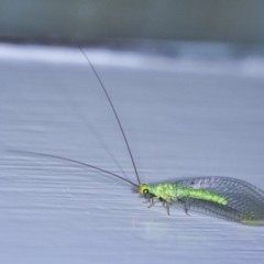 Unidentified Green Lacewing (Chrysopidae) at Penrose, NSW - 21 Jan 2024 by Aussiegall