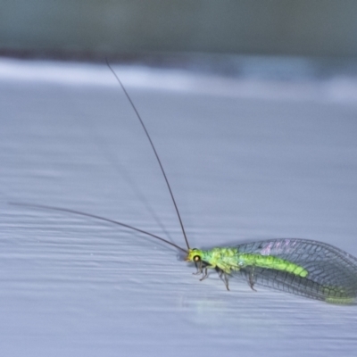 Unidentified Green Lacewing (Chrysopidae) at Penrose, NSW - 21 Jan 2024 by Aussiegall