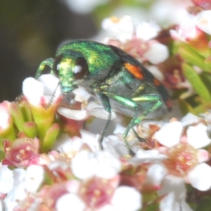 Castiarina flavoviridis at Kosciuszko National Park - 19 Jan 2024