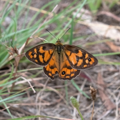 Heteronympha penelope (Shouldered Brown) at Higgins, ACT - 20 Jan 2024 by Untidy