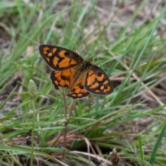 Heteronympha penelope at Higgins Woodland - 20 Jan 2024