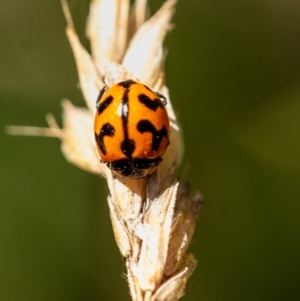 Coccinella transversalis at Penrose - 21 Jan 2024