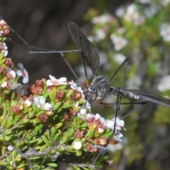 Unidentified Crane fly, midge, mosquito or gnat (several families) at Smiggin Holes, NSW - 19 Jan 2024 by Harrisi