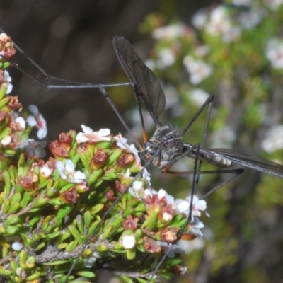 Unidentified Crane fly, midge, mosquito or gnat (several families) at Kosciuszko National Park - 19 Jan 2024 by Harrisi