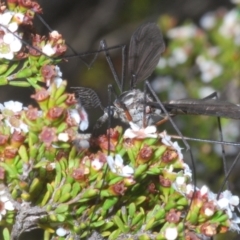 Tipulidae sp. (family) at Kosciuszko National Park - 19 Jan 2024 05:46 PM