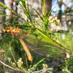 Nymphes myrmeleonoides at Penrose - 21 Jan 2024 by Aussiegall