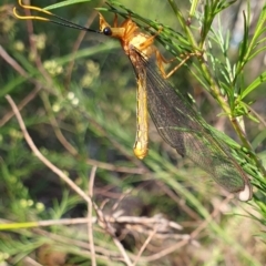 Nymphes myrmeleonoides at Penrose - suppressed