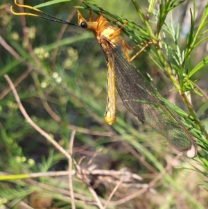 Nymphes myrmeleonoides at Penrose - 21 Jan 2024