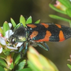 Castiarina helmsi (A jewel beetle) at Smiggin Holes, NSW - 19 Jan 2024 by Harrisi