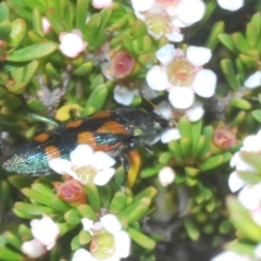 Castiarina helmsi at Kosciuszko National Park - 19 Jan 2024