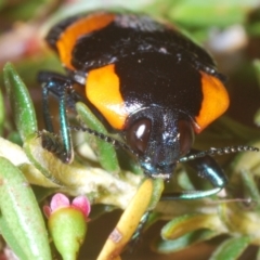 Castiarina erythromelas (Jewel beetle) at Smiggin Holes, NSW - 20 Jan 2024 by Harrisi