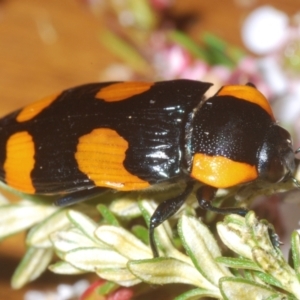 Castiarina erythromelas at Kosciuszko National Park - 20 Jan 2024