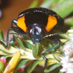 Castiarina erythromelas at Kosciuszko National Park - 20 Jan 2024