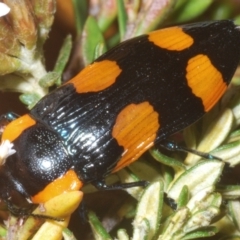 Castiarina erythromelas at Kosciuszko National Park - 20 Jan 2024