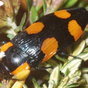 Castiarina erythromelas at Kosciuszko National Park - 20 Jan 2024