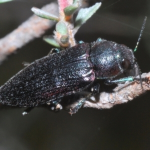 Neobuprestis frenchi at Kosciuszko National Park - 20 Jan 2024