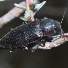 Neobuprestis frenchi (French's New Jewel beetle) at Kosciuszko National Park - 20 Jan 2024 by Harrisi