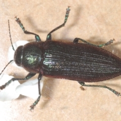 Neobuprestis frenchi at Kosciuszko National Park - 20 Jan 2024