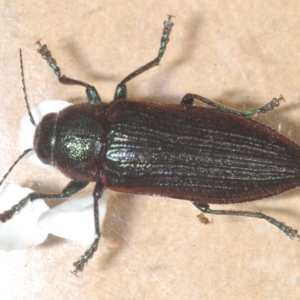 Neobuprestis frenchi at Kosciuszko National Park - 20 Jan 2024