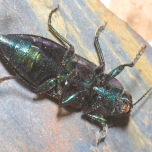 Neobuprestis frenchi at Kosciuszko National Park - 20 Jan 2024