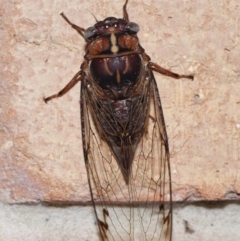 Aleeta curvicosta (Floury baker) at Wellington Point, QLD - 21 Jan 2024 by TimL