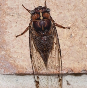 Aleeta curvicosta at Wellington Point, QLD - 22 Jan 2024