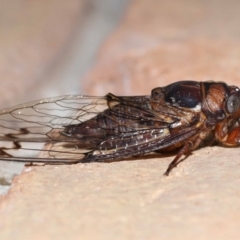 Aleeta curvicosta at Wellington Point, QLD - suppressed