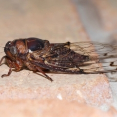 Aleeta curvicosta at Wellington Point, QLD - 22 Jan 2024