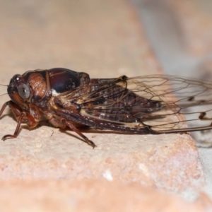 Aleeta curvicosta at Wellington Point, QLD - 22 Jan 2024