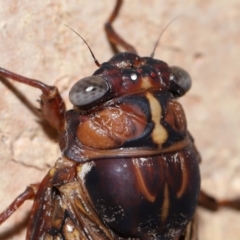 Aleeta curvicosta at Wellington Point, QLD - 22 Jan 2024