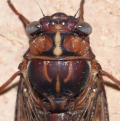 Aleeta curvicosta at Wellington Point, QLD - 22 Jan 2024