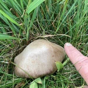 Agaricus sp. at Kosciuszko National Park - 20 Jan 2024