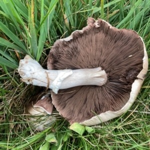 Agaricus sp. at Kosciuszko National Park - 20 Jan 2024