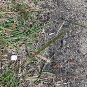 Bothriochloa macra at Lyons, ACT - 22 Jan 2024 09:07 AM