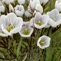 Gentianella muelleriana subsp. alpestris (Mueller's Snow-gentian) at Kosciuszko National Park - 20 Jan 2024 by JohnGiacon