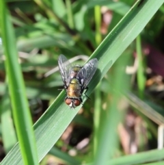 Rutilia (Chrysorutilia) sp. (genus & subgenus) (A Bristle Fly) at Lyons, ACT - 22 Jan 2024 by ran452