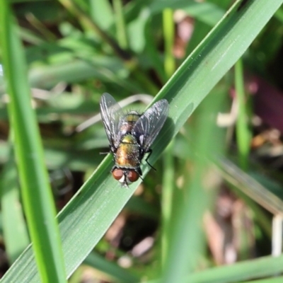 Rutilia (Chrysorutilia) sp. (genus & subgenus) at Lyons, ACT - 21 Jan 2024 by ran452