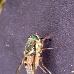 Copidapha sp. (March fly) at Kosciuszko National Park - 20 Jan 2024 by JohnGiacon