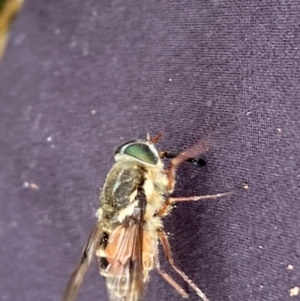 Copidapha sp. at Kosciuszko National Park - 20 Jan 2024