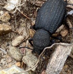 Amycterus sp. (genus) (Ground weevil) at Kosciuszko National Park - 20 Jan 2024 by JohnGiacon