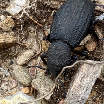 Amycterus sp. (genus) (Ground weevil) at Geehi, NSW - 20 Jan 2024 by JohnGiacon