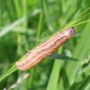 Lepidoptera unclassified IMMATURE moth at Lyons, ACT - 22 Jan 2024