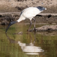 Threskiornis molucca (Australian White Ibis) at Wodonga - 21 Jan 2024 by KylieWaldon