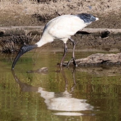 Threskiornis molucca (Australian White Ibis) at Wodonga - 21 Jan 2024 by KylieWaldon