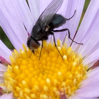 Unidentified True fly (Diptera) at Geehi, NSW - 20 Jan 2024 by JohnGiacon