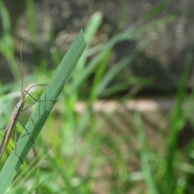 Mutusca brevicornis (A broad-headed bug) at Lyons, ACT - 22 Jan 2024 by ran452