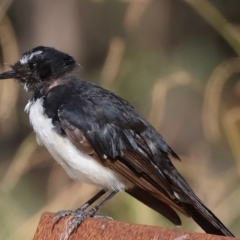 Rhipidura leucophrys (Willie Wagtail) at Wodonga - 21 Jan 2024 by KylieWaldon