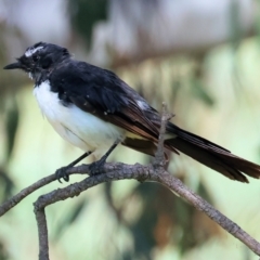 Rhipidura leucophrys at Wodonga - 21 Jan 2024 08:00 AM